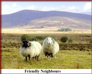 view from Park View House, ballycroy, county mayo - and sheep